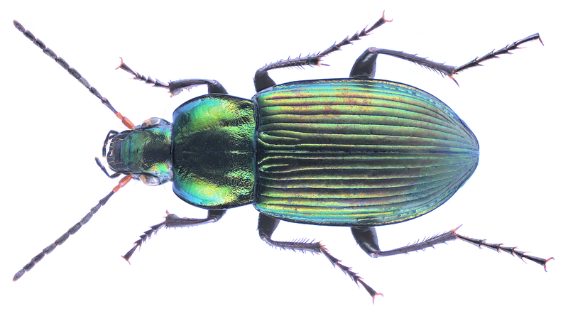 File:Poecilus cupreus (Linnaeus, 1758).png